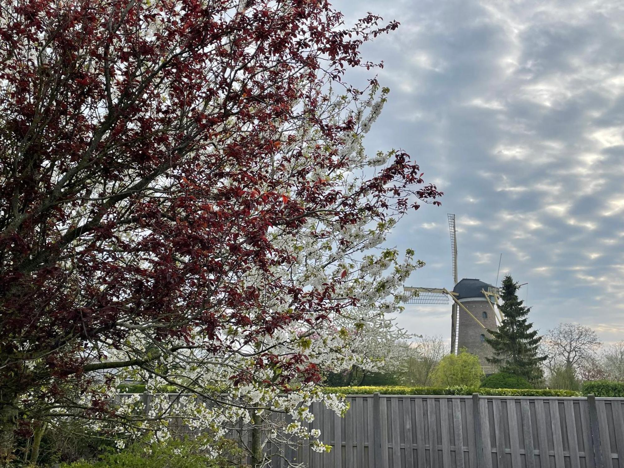 Gastenverblijf Bij De Buuren Dirksland エクステリア 写真